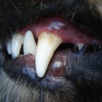 A dog baring its teeth