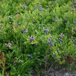 Blueberry bushes in Maine.