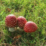 Three wild mushrooms.