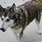 Focus on Indiana’s wolf hybrid laws in the wake of child attack