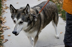 wolf hybrif