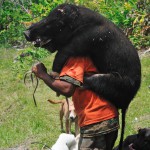 A picture of a hunter with a feral pig on his back.