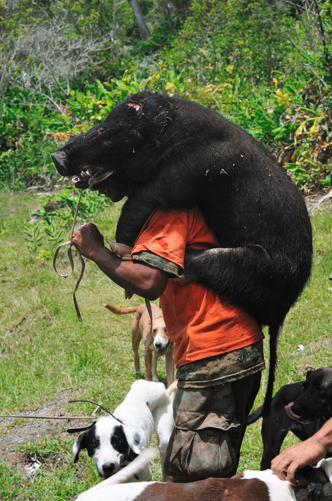 A picture of a hunter with a feral pig on his back.