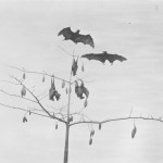 Bats in a tree