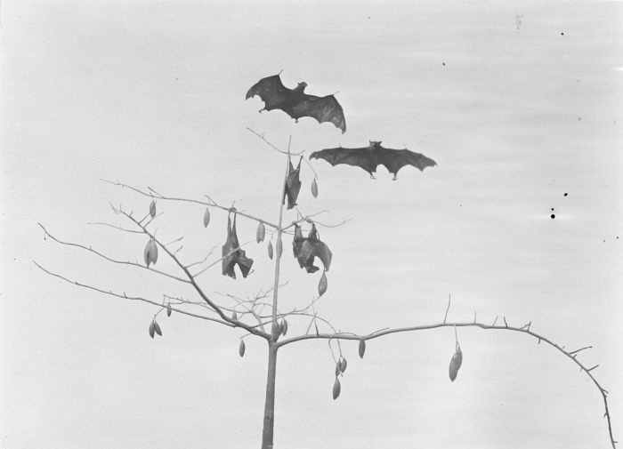 COLLECTIE_TROPENMUSEUM_Vleermuizen_(Pteropus_edulis_of_kalong)_eten_jonge_kapokvruchten_TMnr_10011383