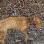 Pet abandonment: stop it with a sign