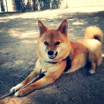 dog bite prevention