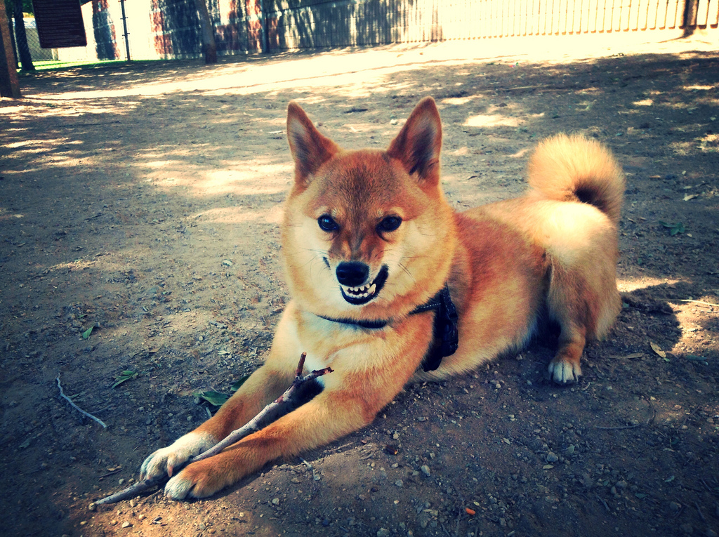 dog bite prevention