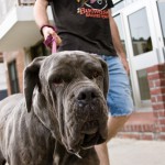 In fatal dog attacks, owners get harsher punishments