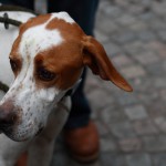 A nice dog