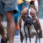 A muzzled American Pit Bull Terrier.