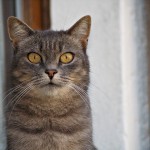 Guard cat on duty