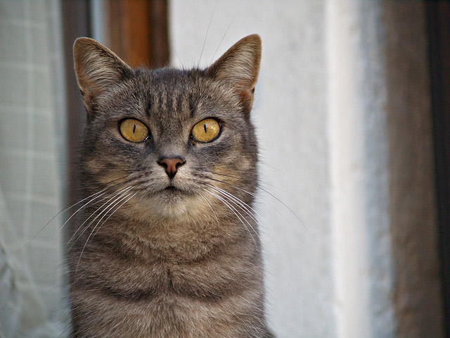 guard cat