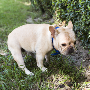 stop-dog-excrement-on-your-property