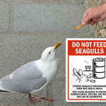 Do Not Feed Seagull Signs: a Must-Have for Your Coastal Property